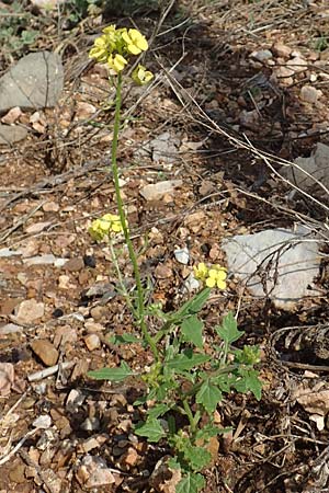 Hirschfeldia incana \ Grau-Senf, Rhodos Embona 31.3.2019