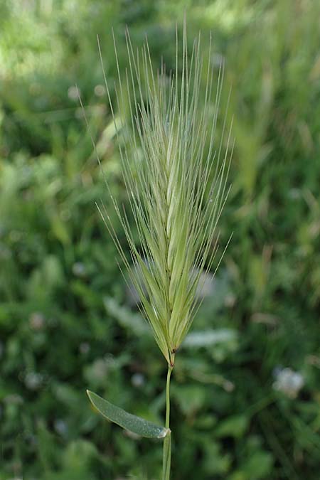 Hordeum murinum \ Muse-Gerste, Rhodos Archangelos 26.3.2023