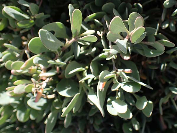 Halimione portulacoides \ Portulak-Keilmelde, Strand-Salzmelde, Rhodos City 28.3.2023