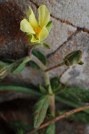 Helianthemum salicifolium \ Weidenblttriges Sonnenrschen, Rhodos Akramitis 21.3.2023