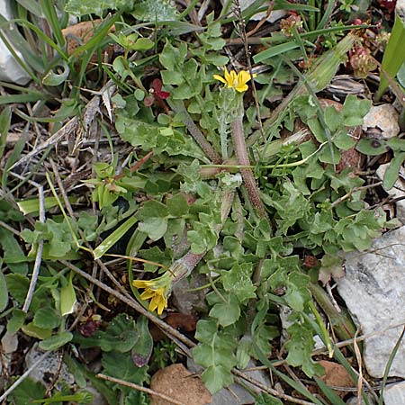 Hyoseris scabra \ Rauer Schweinssalat, Rhodos Akramitis 21.3.2023