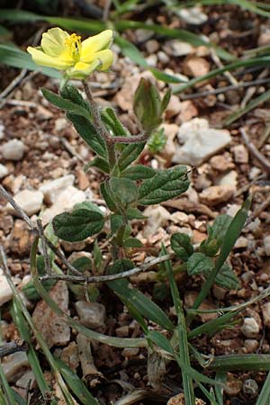 Helianthemum salicifolium \ Weidenblttriges Sonnenrschen / Willowleaf Rock-Rose, Rhodos Attaviros 23.3.2023