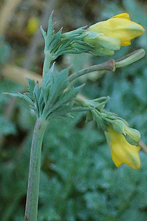 Hypecoum torulosum / Sea Hypecoum, Rhodos Stegna 17.3.2023