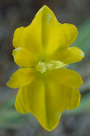 Hypecoum torulosum \ Strand-Lappenblume / Sea Hypecoum, Rhodos Lindos 20.3.2023