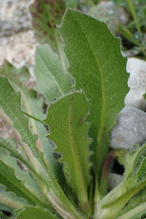 Hedypnois rhagadioloides \ Rhrchenkraut / Cretan Weed, Rhodos Kamiros 22.3.2023