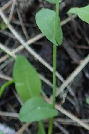 Microthlaspi natolicum subsp. gaillardotii \ Gaillardots Kleintschelkraut, Rhodos Profitis Ilias 25.3.2019