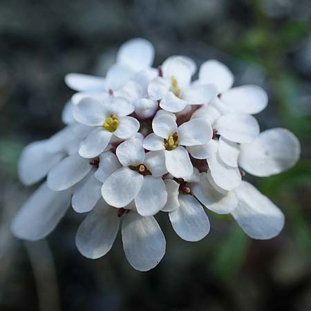 Iberis carnosa \ Fleischige Schleifenblume / Pruit's Candytuft, Rhodos Moni Kamiri 19.3.2023