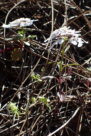 Iberis carnosa \ Fleischige Schleifenblume, Rhodos Moni Kamiri 19.3.2023