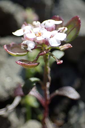 Iberis carnosa \ Fleischige Schleifenblume / Pruit's Candytuft, Rhodos Moni Kamiri 19.3.2023