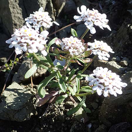 Iberis carnosa \ Fleischige Schleifenblume, Rhodos Moni Kamiri 19.3.2023