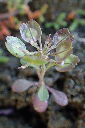 Iberis carnosa \ Fleischige Schleifenblume / Pruit's Candytuft, Rhodos Moni Kamiri 19.3.2023