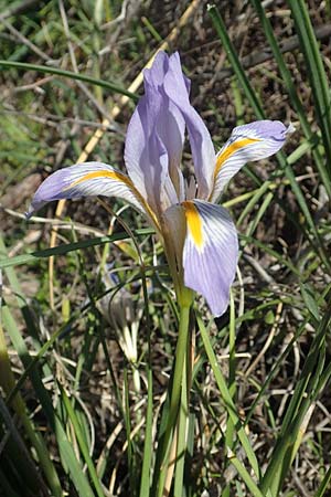Iris unguicularis subsp. carica \ Winter-Iris / Winter-Blooming Iris, Rhodos Embona 31.3.2019