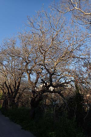 Cercis siliquastrum \ Judasbaum / Judas Tree, Rhodos Mount Smith 18.3.2023