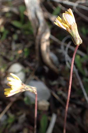 Aetheorhiza bulbosa subsp. microcephala \ Kleinfrchtiger Knollen-Pippau / Small-Fruited Sow-Thistle, Rhodos Lahania 3.4.2019