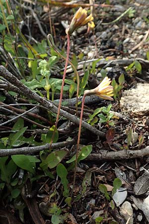 Aetheorhiza bulbosa subsp. microcephala \ Kleinfrchtiger Knollen-Pippau, Rhodos Lahania 3.4.2019