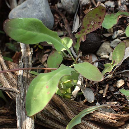 Aetheorhiza bulbosa subsp. microcephala / Small-Fruited Sow-Thistle, Rhodos Lahania 3.4.2019