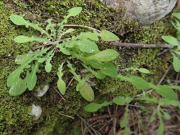 Aetheorhiza bulbosa subsp. microcephala \ Kleinfrchtiger Knollen-Pippau, Rhodos Petaloudes 4.4.2019