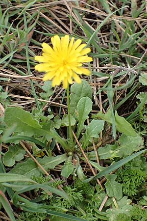 Crepis sancta \ Hasensalat / Holy's Hawk's-Beard, Rhodos Akramitis 21.3.2023