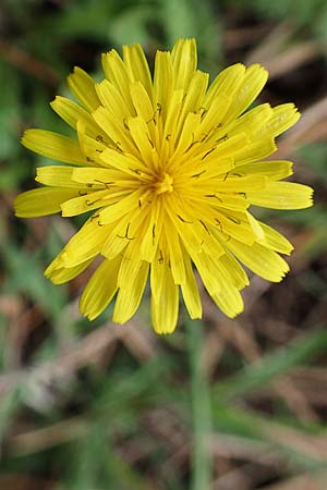 Crepis sancta \ Hasensalat / Holy's Hawk's-Beard, Rhodos Akramitis 21.3.2023