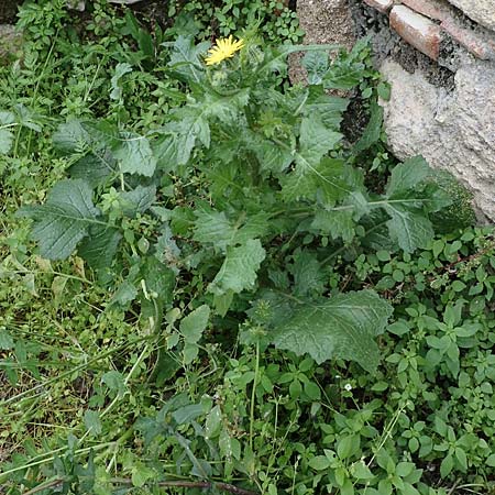 Urospermum picroides \ Bitterkraut-Schwefelkpfchen / Prickly Goldenfleece, Rhodos Kamiros 22.3.2023