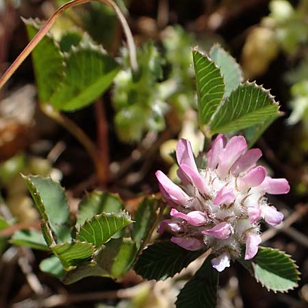 Trifolium tomentosum \ Filziger Klee / Wooly Clover, Rhodos Kolymbia 18.3.2023