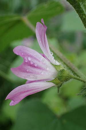 Malva multiflora \ Kretische Strauchpappel / Small Tree Mallow, Cretan Hollyhock, Rhodos Archangelos 17.3.2023