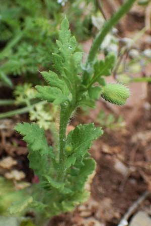 Papaver rhoeas \ Klatsch-Mohn, Rhodos Attaviros 24.3.2023