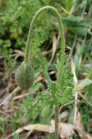 Papaver rhoeas / Common Poppy, Rhodos Attaviros 24.3.2023