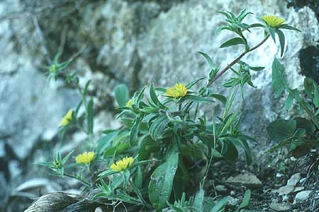 Pallenis spinosa \ Stechendes Sternauge, Rhodos Kallithea Terme 25.4.1987