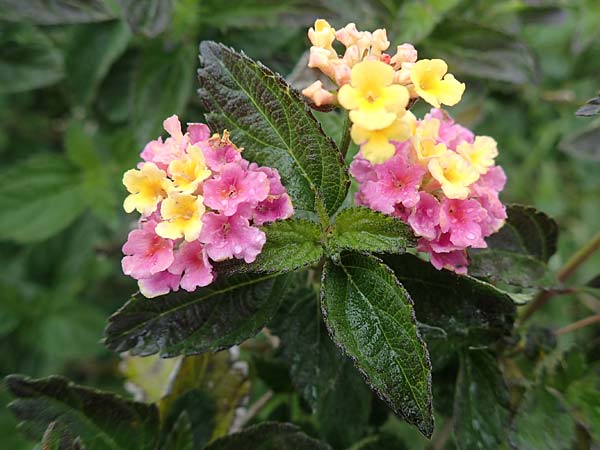 Lantana camara \ Wandelrschen / Large-Lef Lantana, Rhodos City 28.3.2019