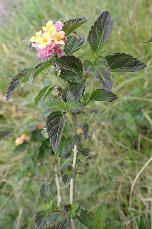 Lantana camara \ Wandelrschen / Large-Lef Lantana, Rhodos City 28.3.2019