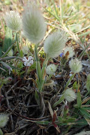 Lagurus ovatus \ Sdliches Samtgras, Hasenschwnzchen / Hare's Tail Grass, Rhodos Apolakkia 3.4.2019