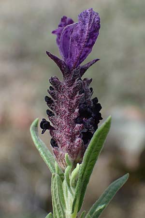 Lavandula stoechas \ Schopf-Lavendel / French Lavender, Rhodos Moni Artamiti 16.3.2023