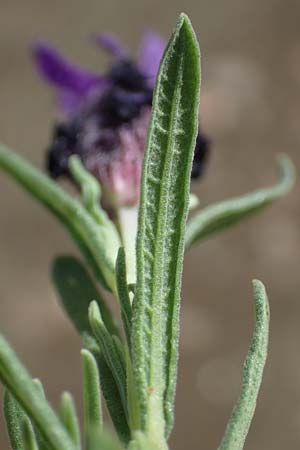 Lavandula stoechas \ Schopf-Lavendel, Rhodos Moni Artamiti 16.3.2023