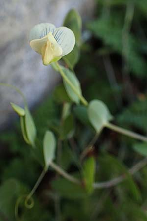 Lathyrus pseudoaphaca \ Falsche Ranken-Platterbse / False Yellow Vetchling, Rhodos Lindos 20.3.2023