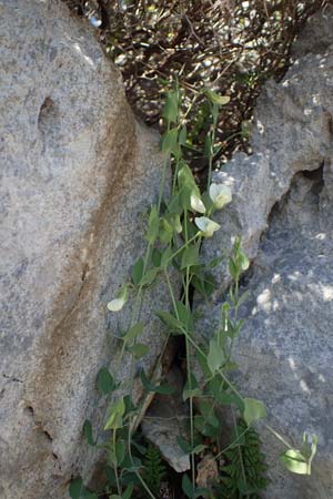 Lathyrus pseudoaphaca \ Falsche Ranken-Platterbse, Rhodos Lindos 20.3.2023