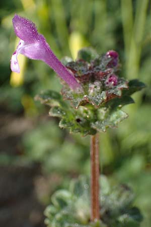 Lamium amplexicaule \ Stngelumfassende Taubnessel / Henbit Dead-Nettle, Rhodos Archangelos 24.3.2023