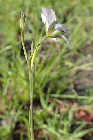 Linum bienne \ Zweijhriger Lein, Rhodos Lardos 3.4.2019