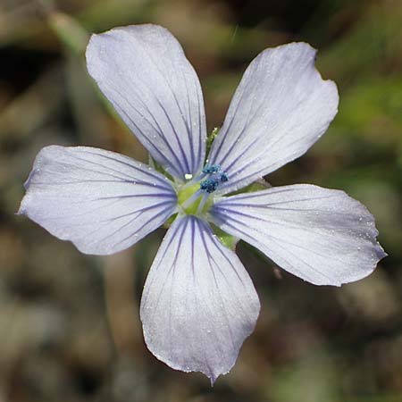 Linum bienne \ Zweijhriger Lein, Rhodos Laerma 27.3.2023