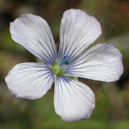 Linum bienne \ Zweijhriger Lein, Rhodos Laerma 27.3.2023