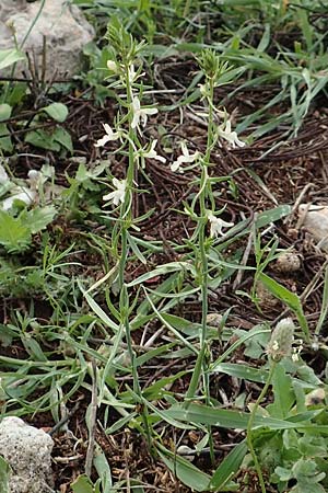 Linaria chalepensis \ Aleppo-Leinkraut, Rhodos Faliraki 4.4.2019