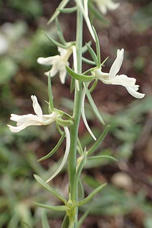 Linaria chalepensis \ Aleppo-Leinkraut / Mediterranean Toadflax, Aleppo Toadflax, Rhodos Faliraki 4.4.2019