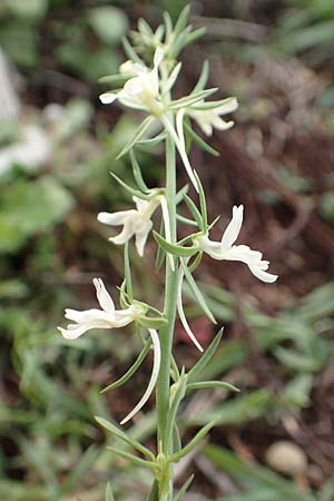 Linaria chalepensis \ Aleppo-Leinkraut / Mediterranean Toadflax, Aleppo Toadflax, Rhodos Faliraki 4.4.2019