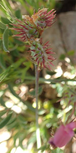 Onobrychis caput-galli \ Hahnenkopf-Esparsette / Cock's-Head Sainfoin, Rhodos Prasonisi 26.3.2019