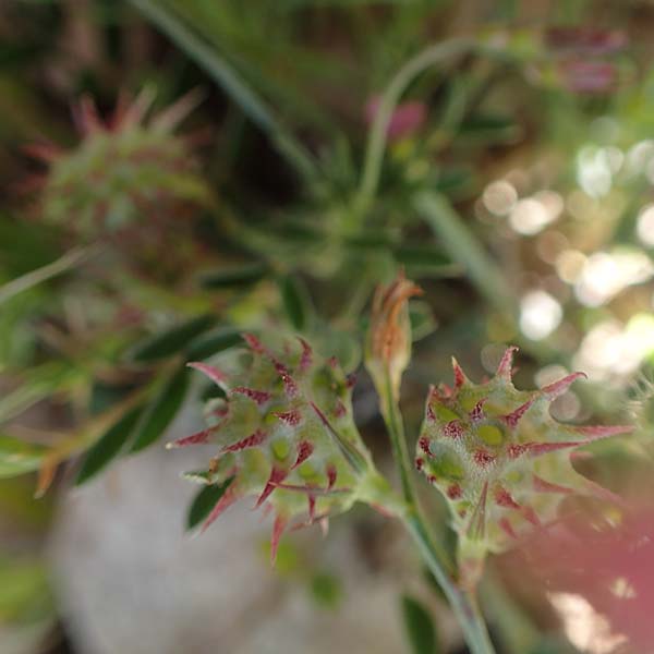 Onobrychis caput-galli \ Hahnenkopf-Esparsette / Cock's-Head Sainfoin, Rhodos Prasonisi 26.3.2019