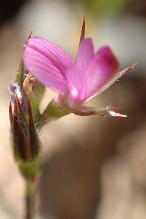 Onobrychis caput-galli \ Hahnenkopf-Esparsette, Rhodos Prasonisi 26.3.2019