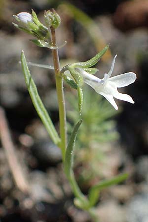 Linaria chalepensis \ Aleppo-Leinkraut, Rhodos Moni Artamiti 27.3.2023