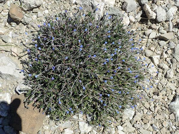 Lithodora hispidula \ Borstiger Steinsame, Rhodos Lardos 24.3.2019