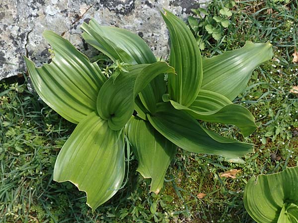 Colchicum macrophyllum \ Groblttrige Zeitlose, Rhodos Profitis Ilias 2.4.2019