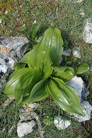 Colchicum macrophyllum \ Groblttrige Zeitlose, Rhodos Profitis Ilias 2.4.2019